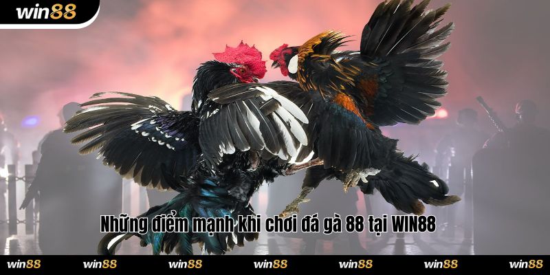 Những điểm mạnh khi chơi đá gà 88 tại WIN88