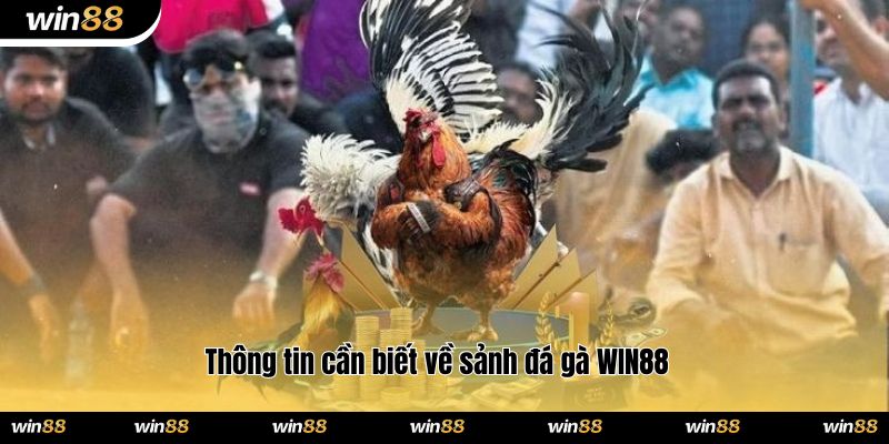 Thông tin cần biết về sảnh đá gà WIN88