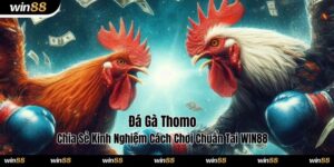 đá gà Thomo