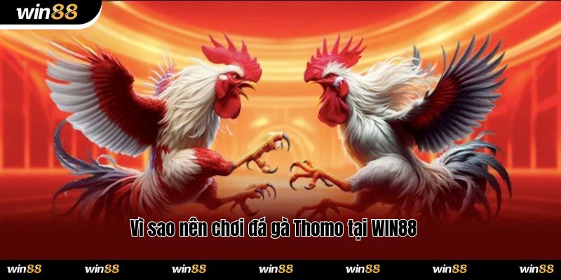 Vì sao nên chơi đá gà Thomo tại WIN88 