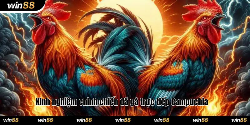 Kinh nghiệm chinh chiến đá gà trực tiếp Campuchia 